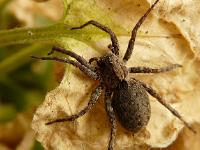 Insectes et Papillons  Lycosa Sp